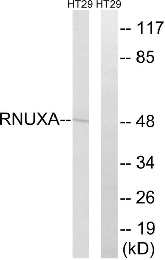 Antibodie to-RNUXA 