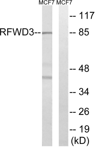 Antibodie to-RFWD3 
